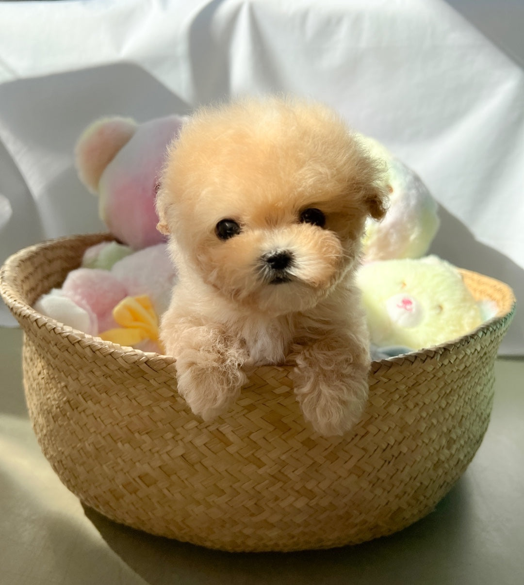 Mini Maltipoo- JB (Singapore shipping fee included)