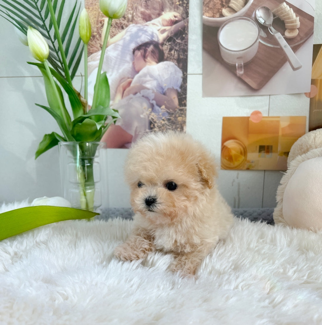 Mini Maltipoo- JB (Singapore shipping fee included)