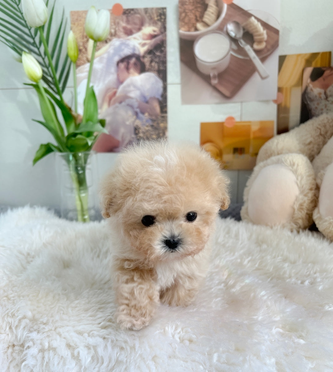 Mini Maltipoo- JB (Singapore shipping fee included)