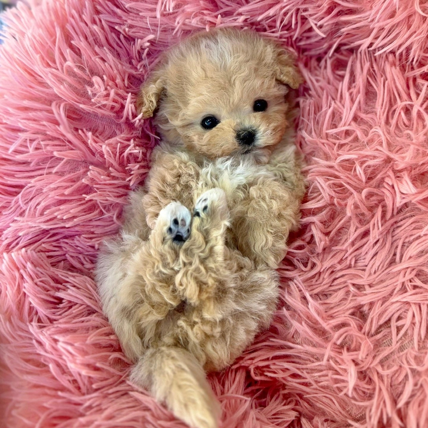 Mini Maltipoo- JB (Singapore shipping fee included)