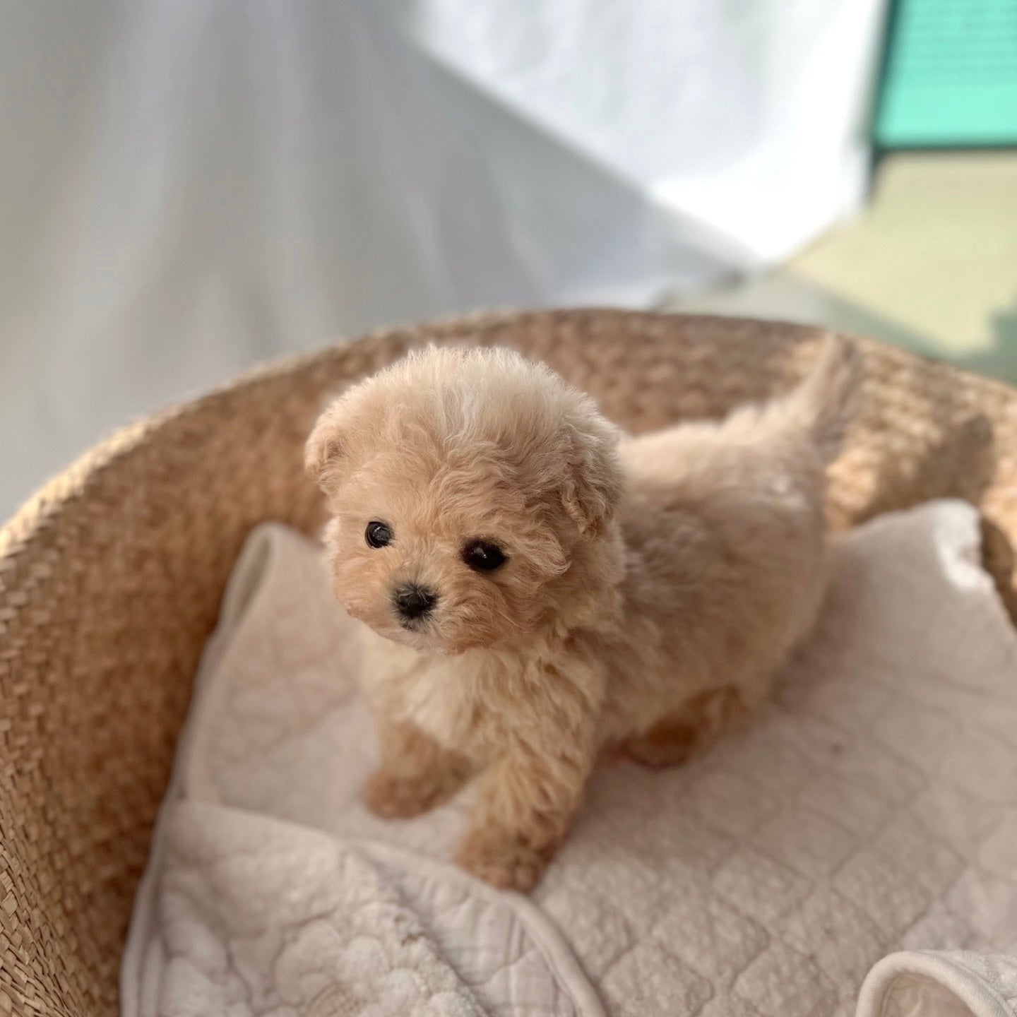 Mini Maltipoo- JB (Singapore shipping fee included)