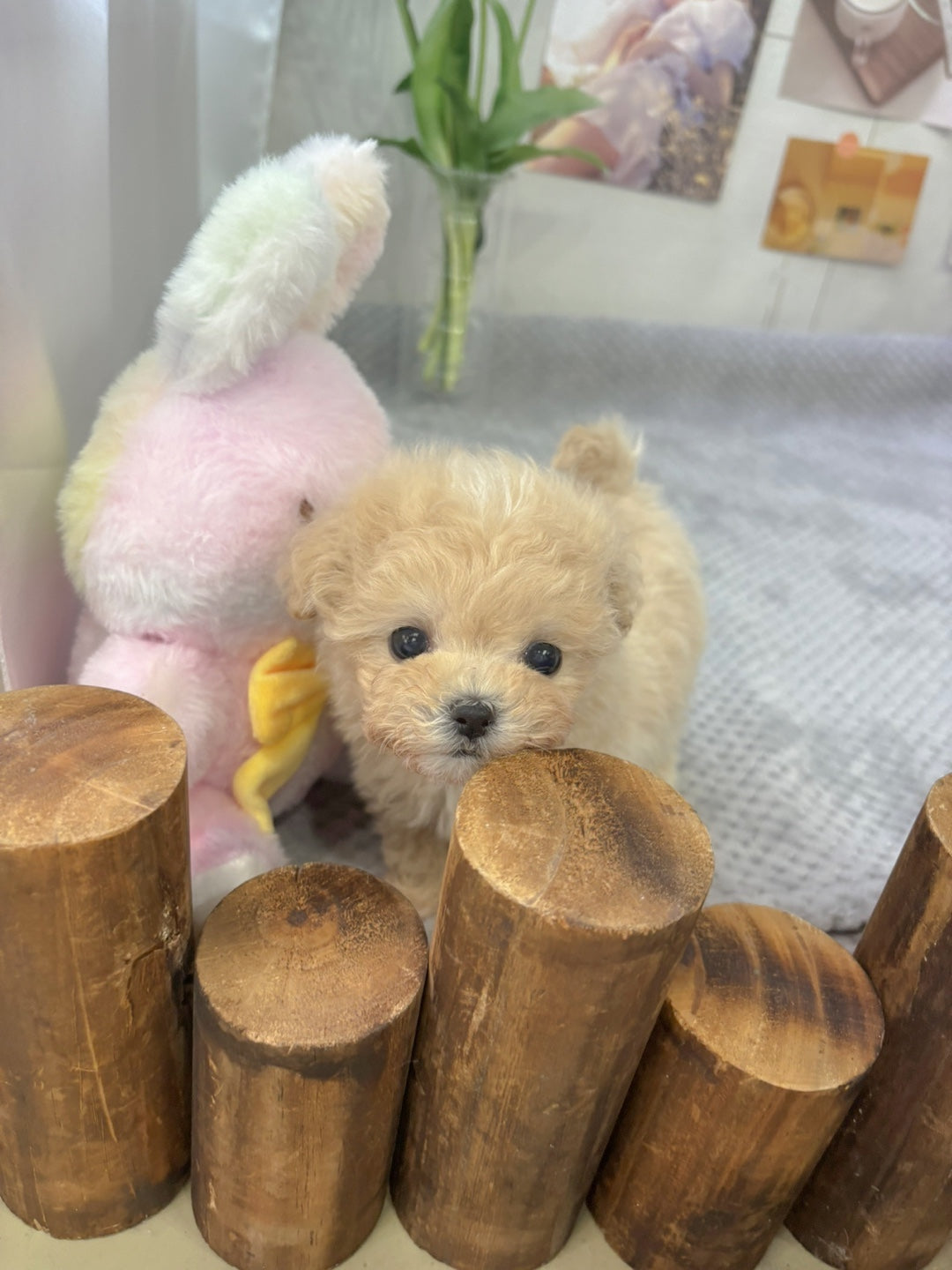 Mini Maltipoo- JB (Singapore shipping fee included)