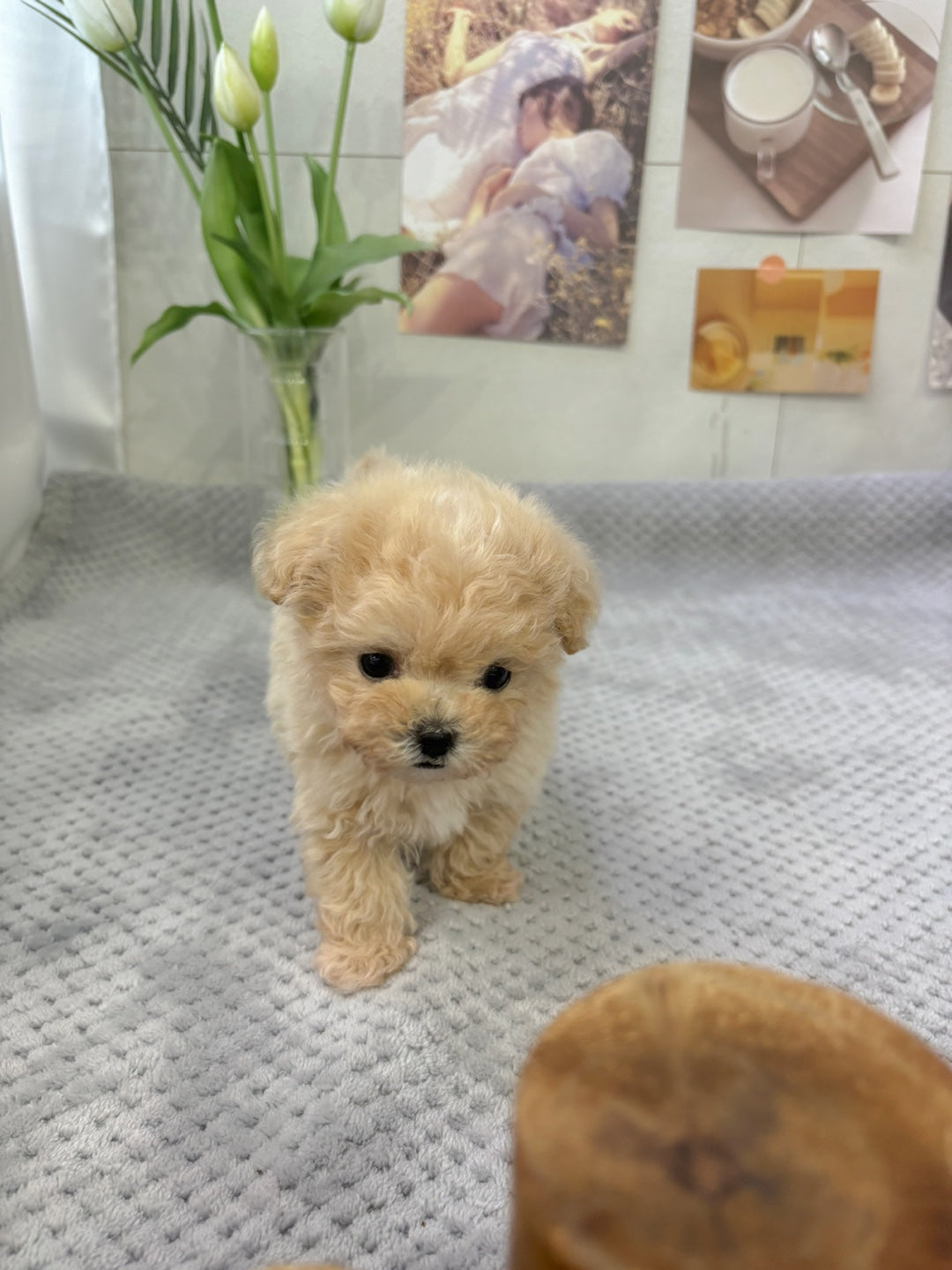 Mini Maltipoo- JB (Singapore shipping fee included)