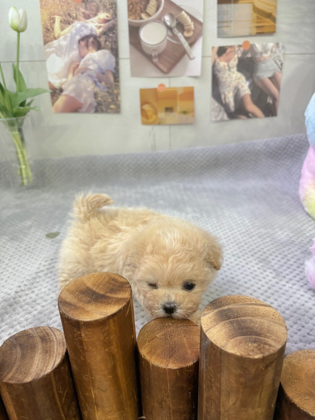 Mini Maltipoo- JB (Singapore shipping fee included)