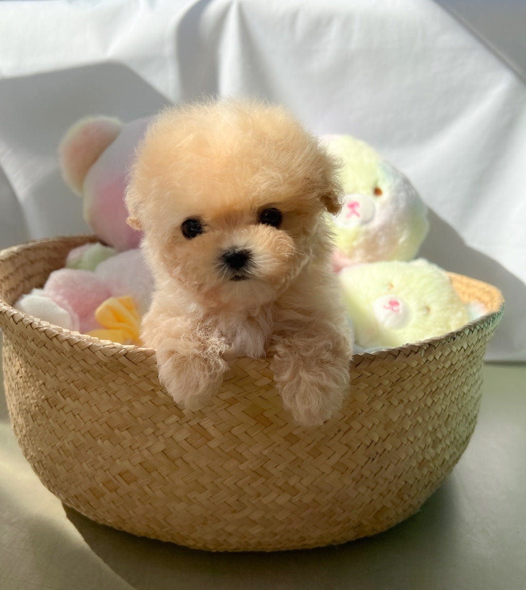 Mini Maltipoo- JB (Singapore shipping fee included)