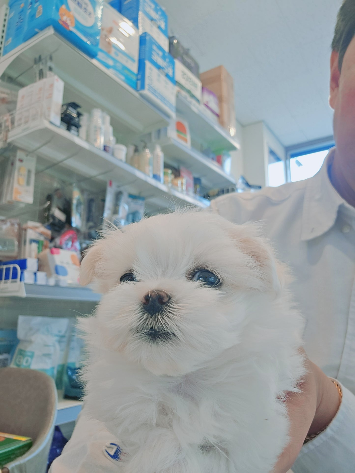 Mini Maltese for sale - Bella