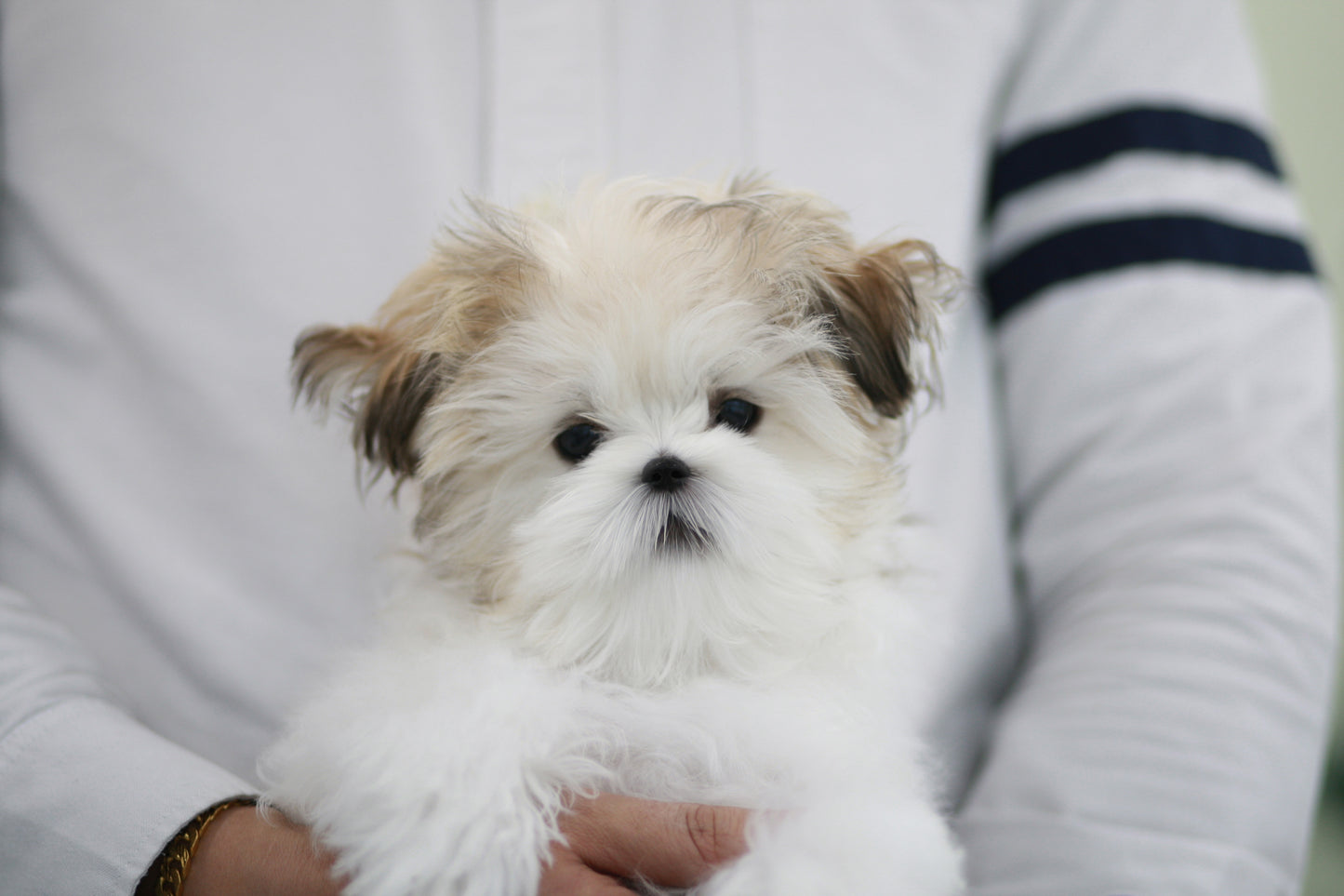 Mini Maltipoo- Bruce (Singapore shipping fee included)