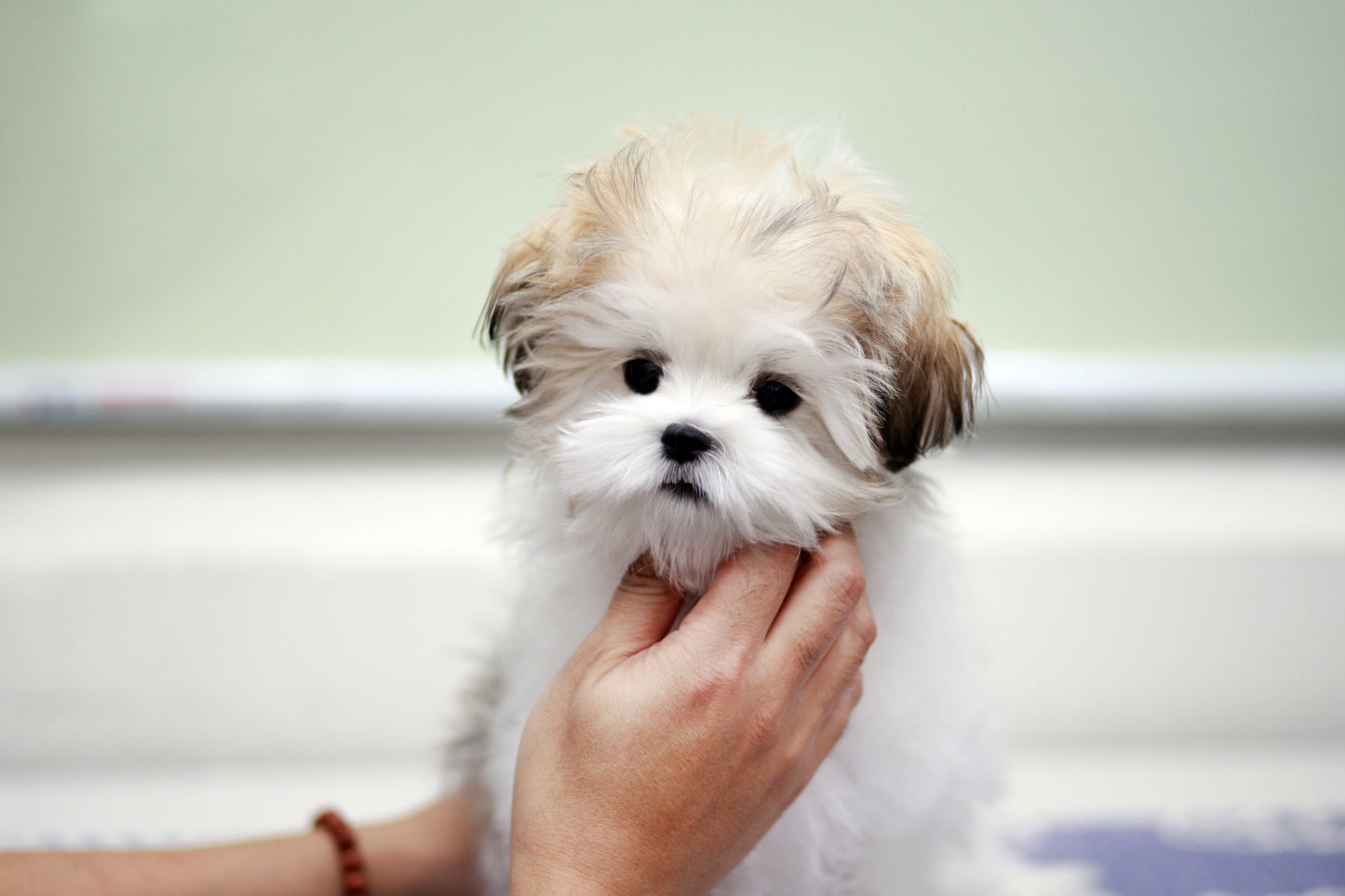 Mini Maltipoo- Bruce (Singapore shipping fee included)