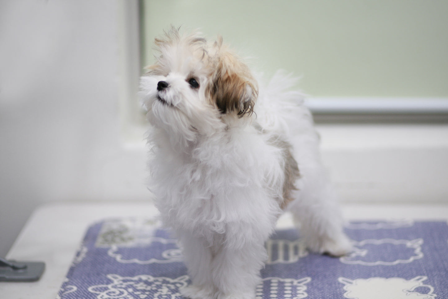 Mini Maltipoo- Bruce (Singapore shipping fee included)