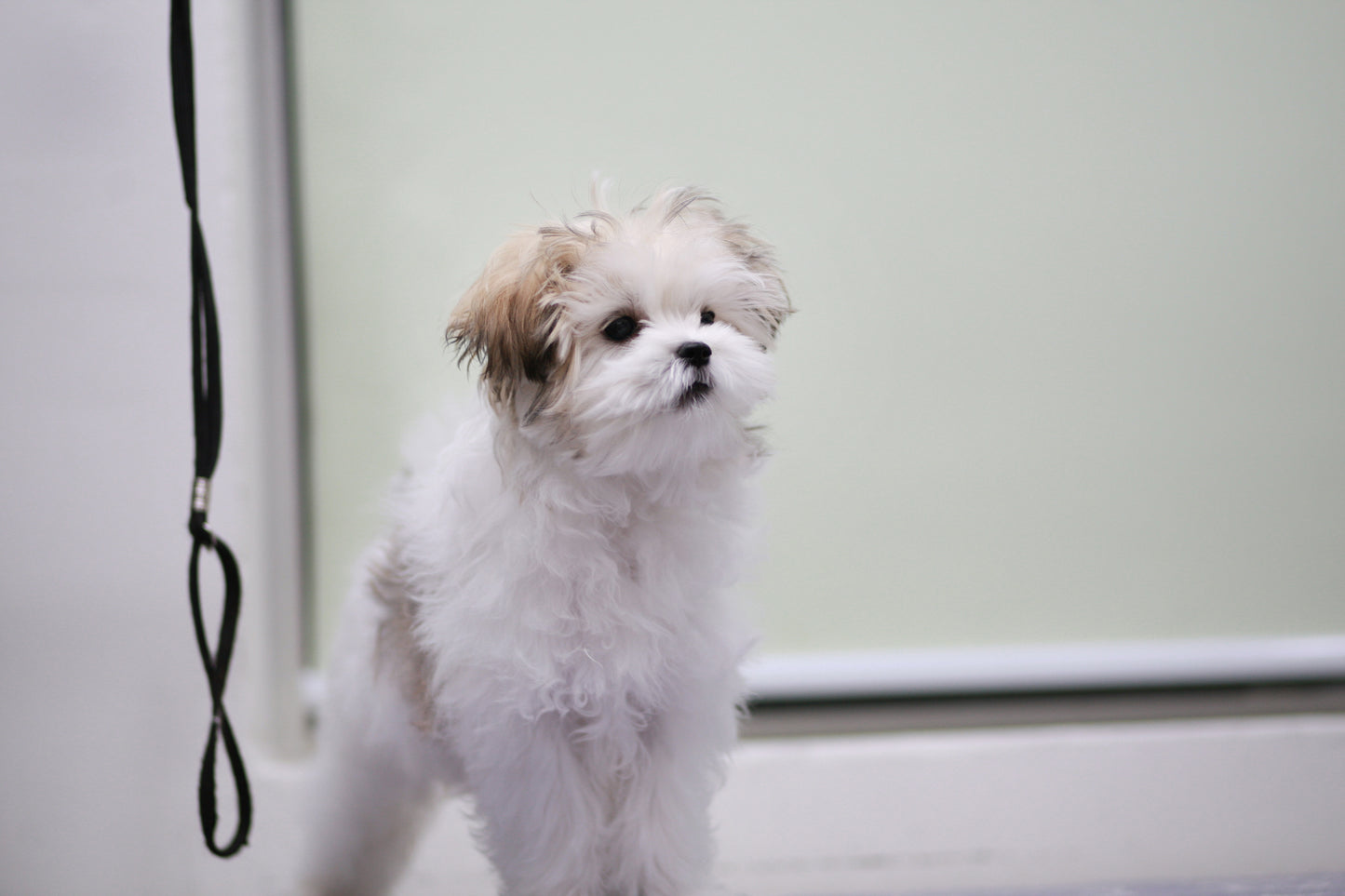 Mini Maltipoo- Bruce (Singapore shipping fee included)