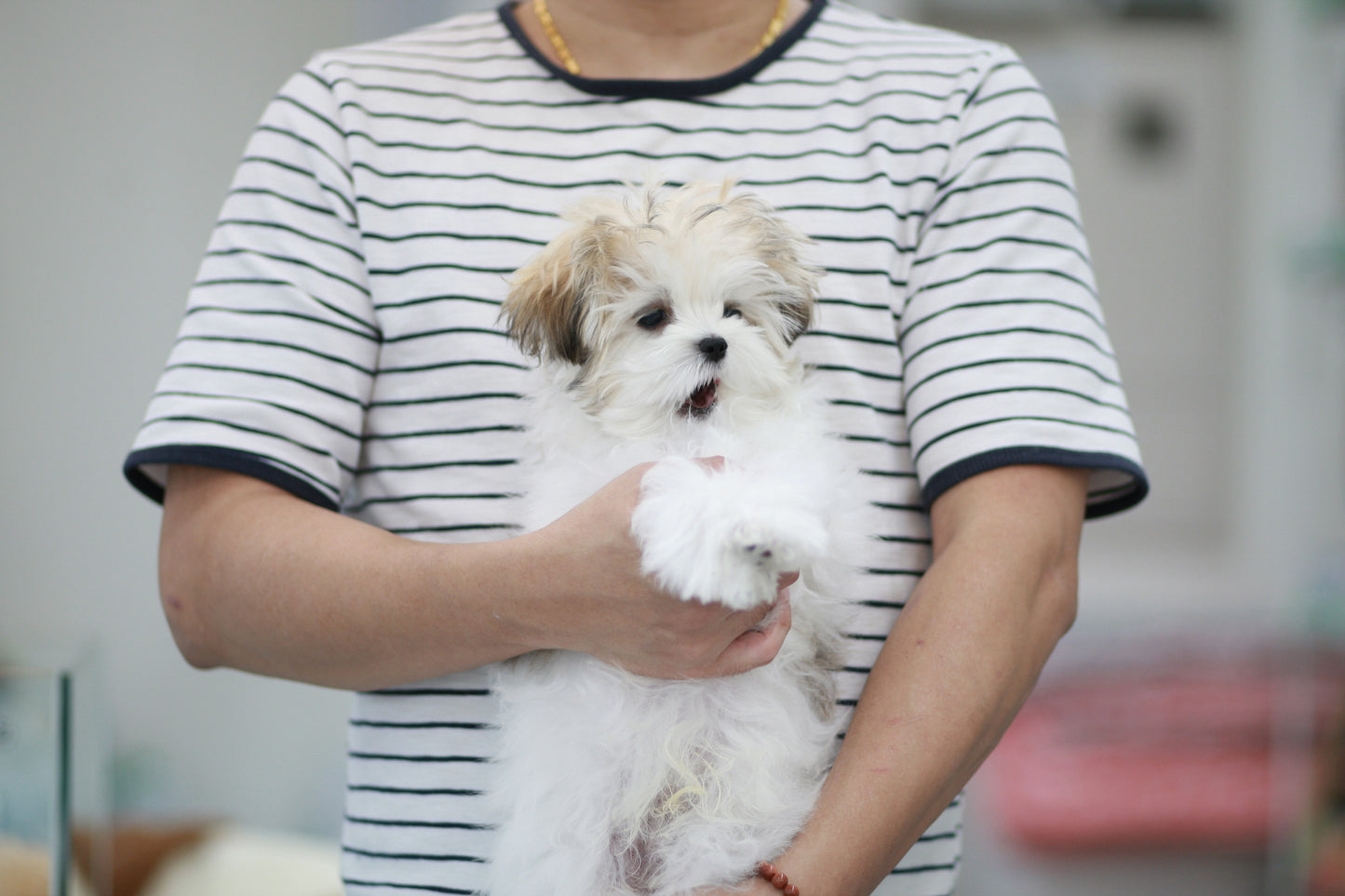 Mini Maltipoo- Bruce (Singapore shipping fee included)