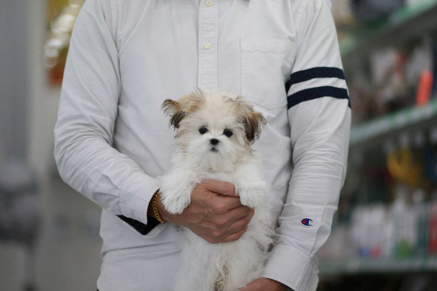 Mini Maltipoo- Bruce (Singapore shipping fee included)