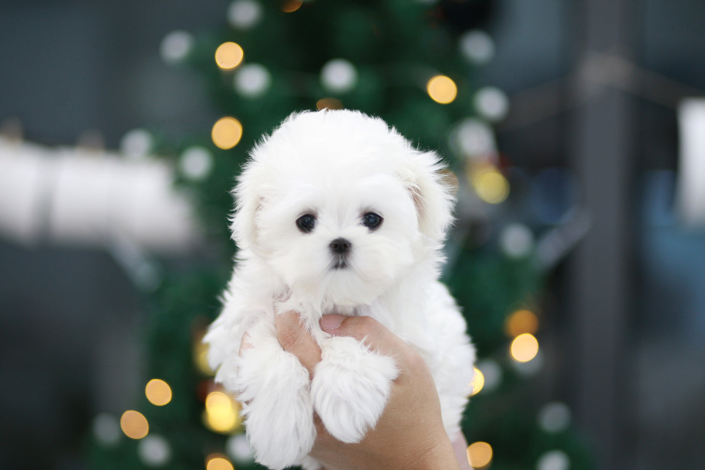 Mini Maltese- Lulu (Singapore shipping fee included)