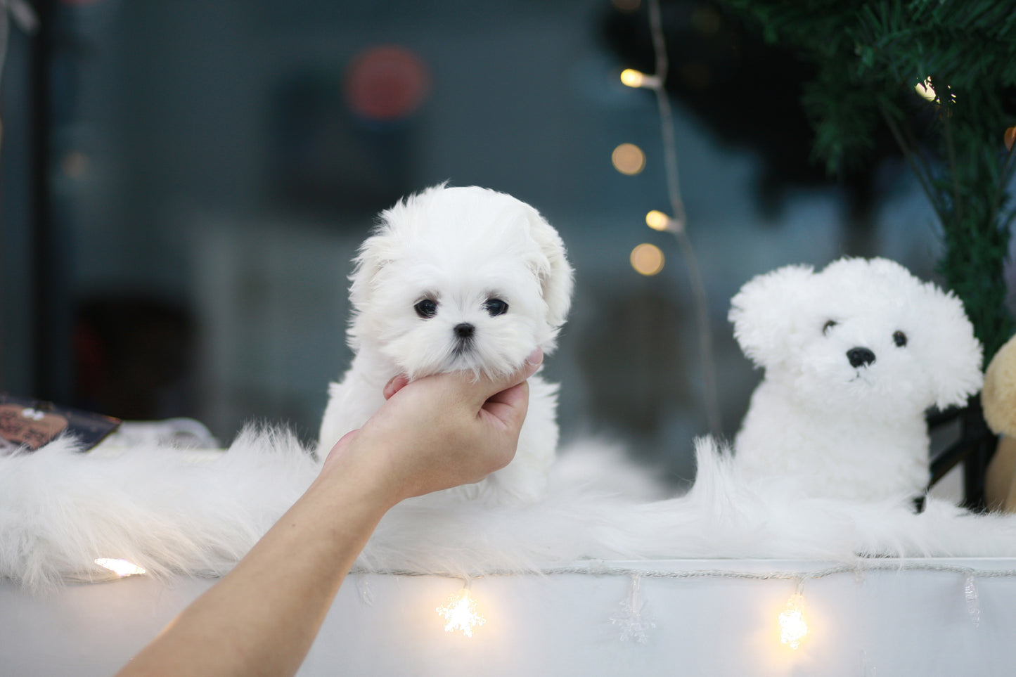 Mini Maltese- Lulu (Singapore shipping fee included)