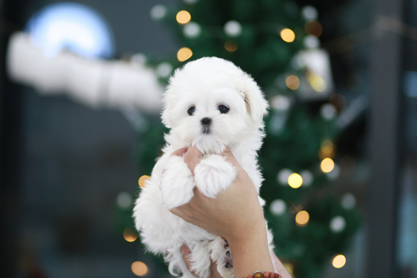 Mini Maltese- Lulu (Singapore shipping fee included)