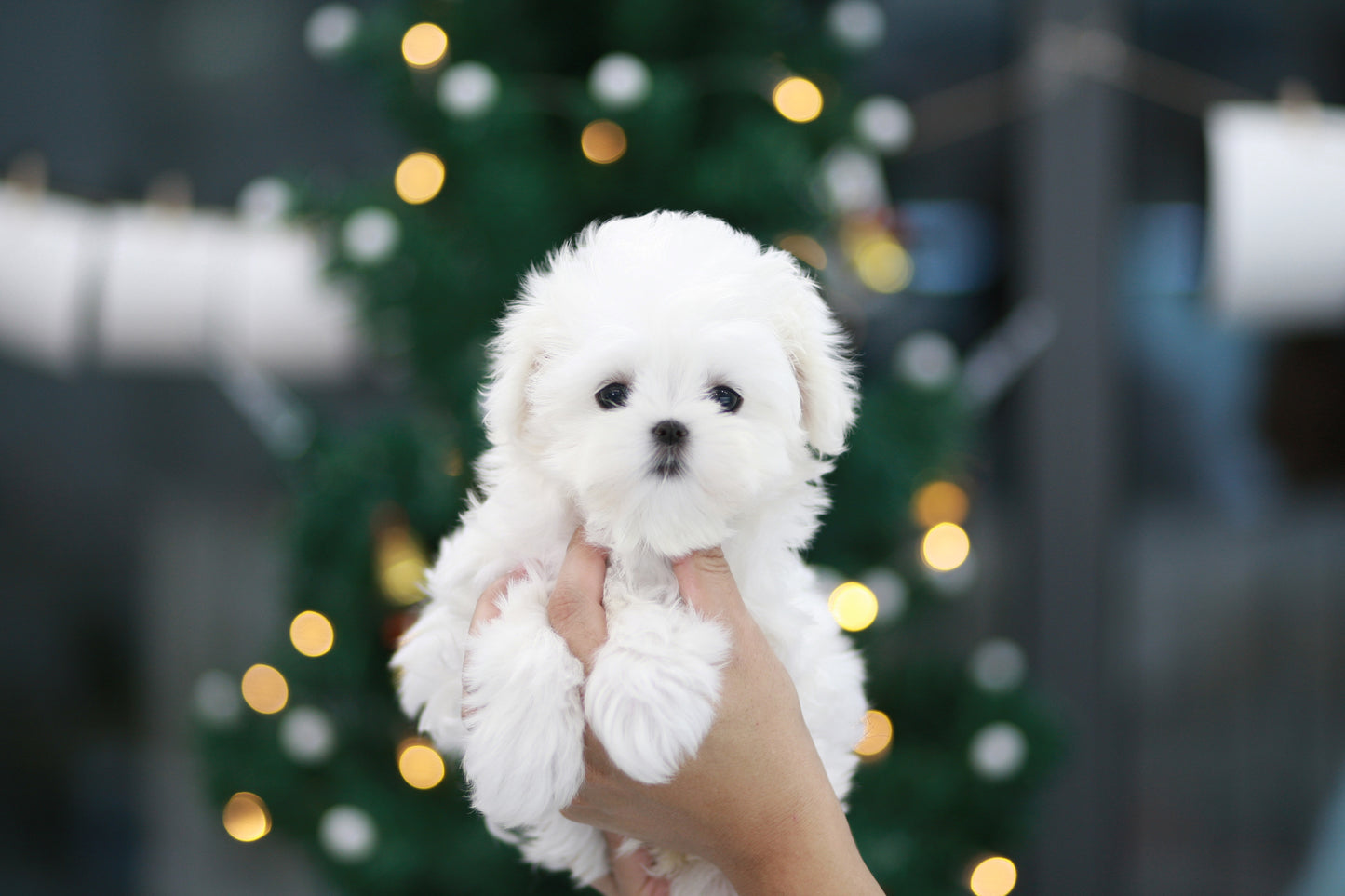 Mini Maltese- Lulu (Singapore shipping fee included)