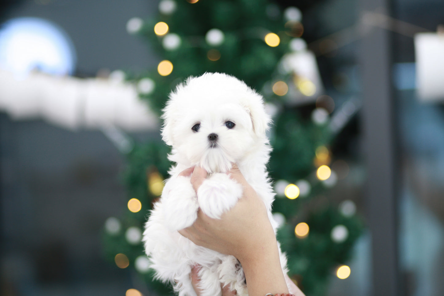 Mini Maltese- Lulu (Singapore shipping fee included)