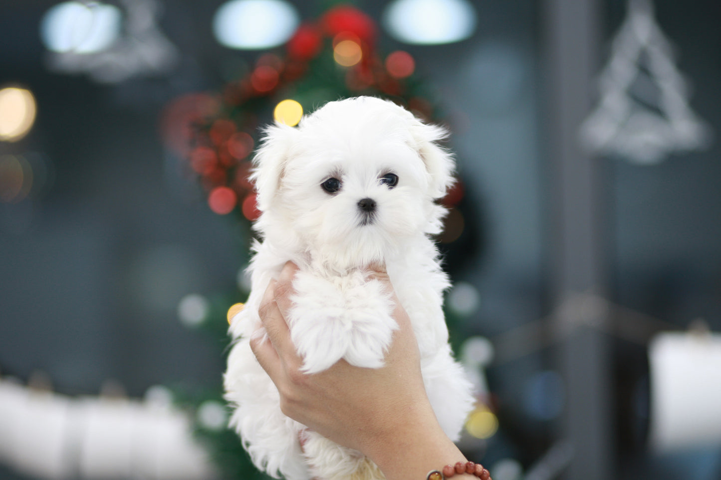 Mini Maltese for sale - Lulu