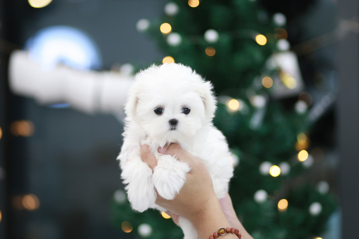 Mini Maltese- Lulu (Singapore shipping fee included)