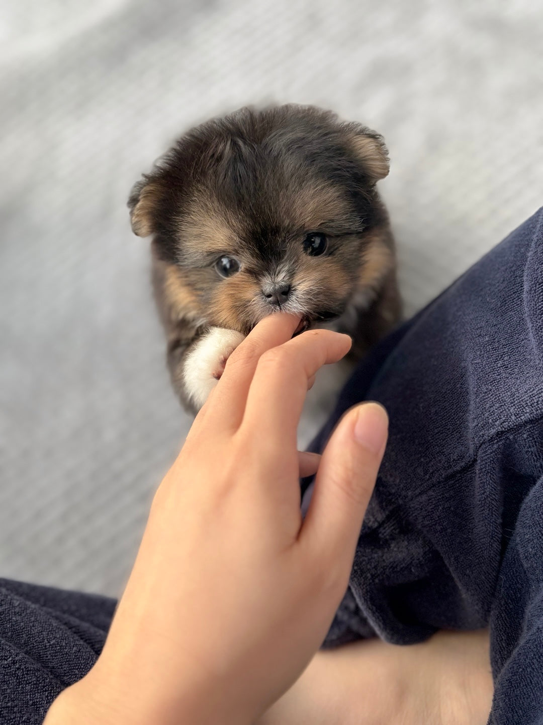 Mini Maltipom for sale - gangnam