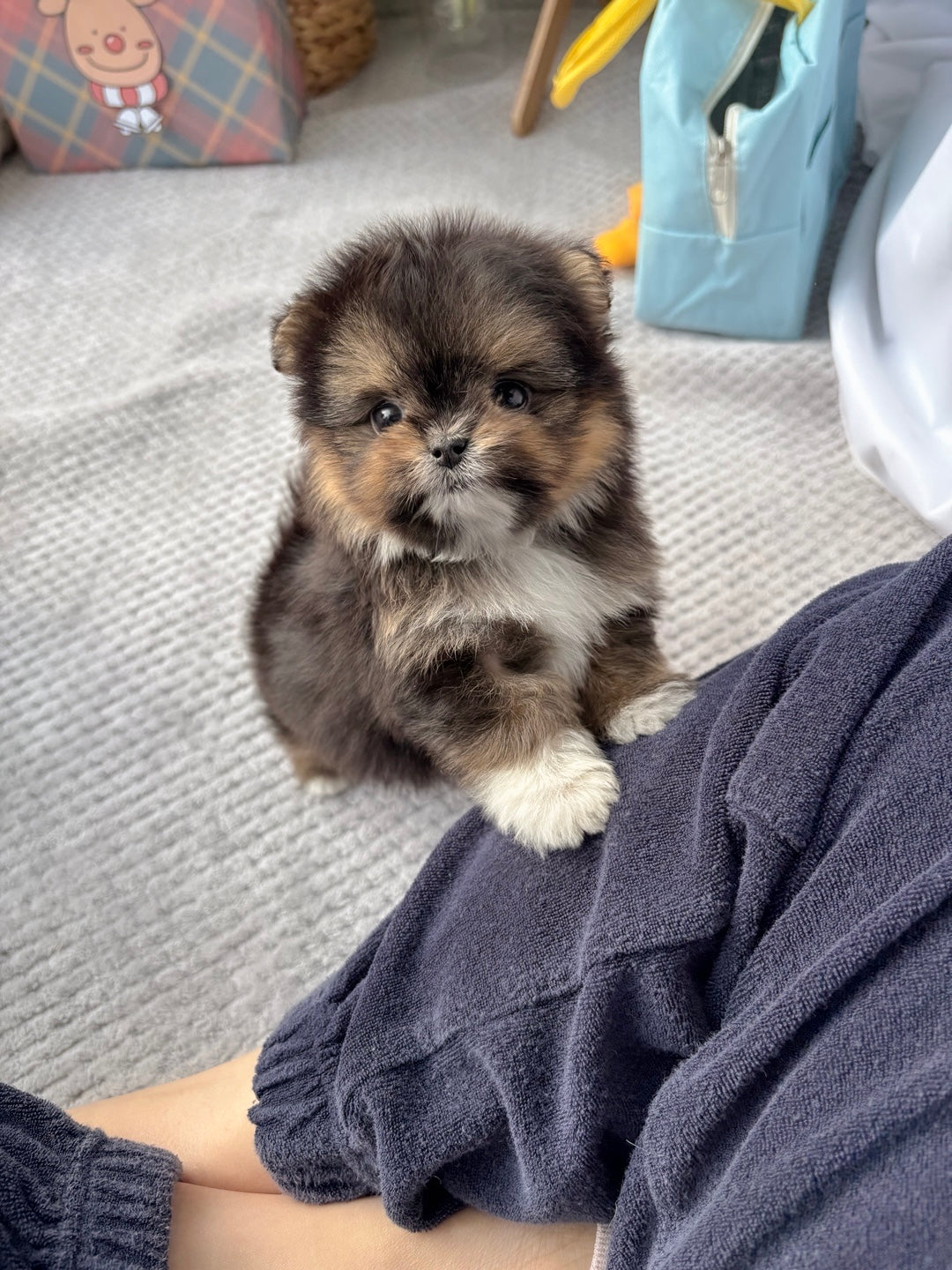 Mini Maltipom for sale - gangnam