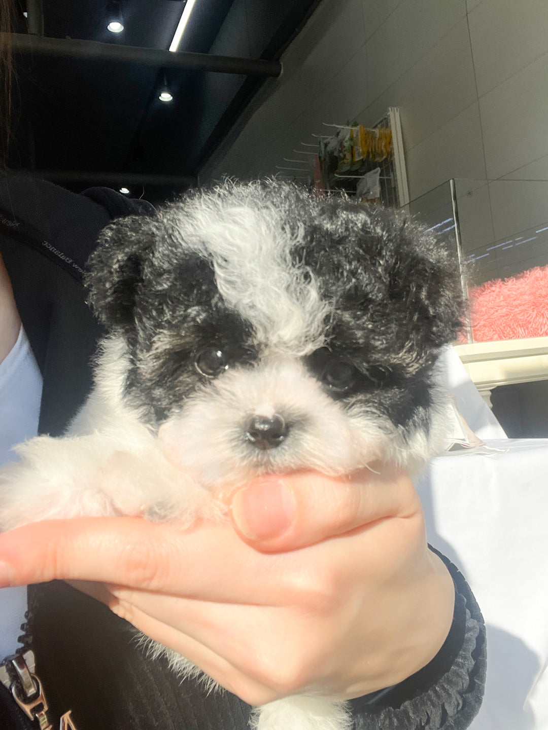 Mini Maltipoo- Eunbi (Singapore shipping fee included)