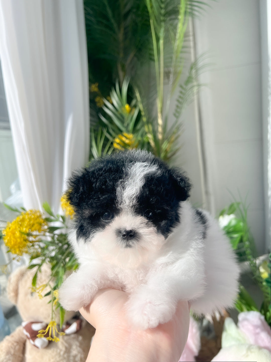 Mini Maltipoo- Eunbi (Singapore shipping fee included)