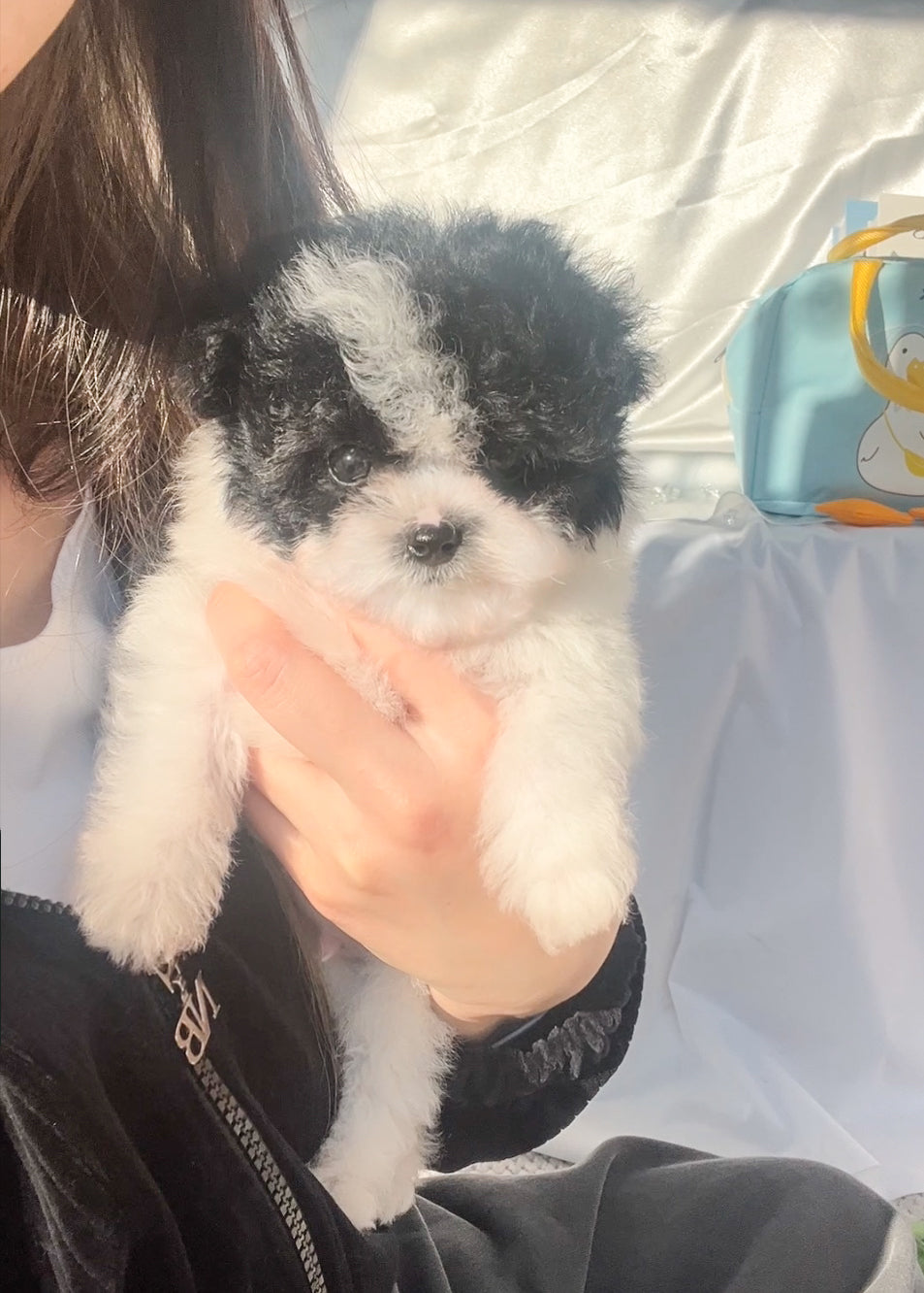 Mini Maltipoo- Eunbi (Singapore shipping fee included)