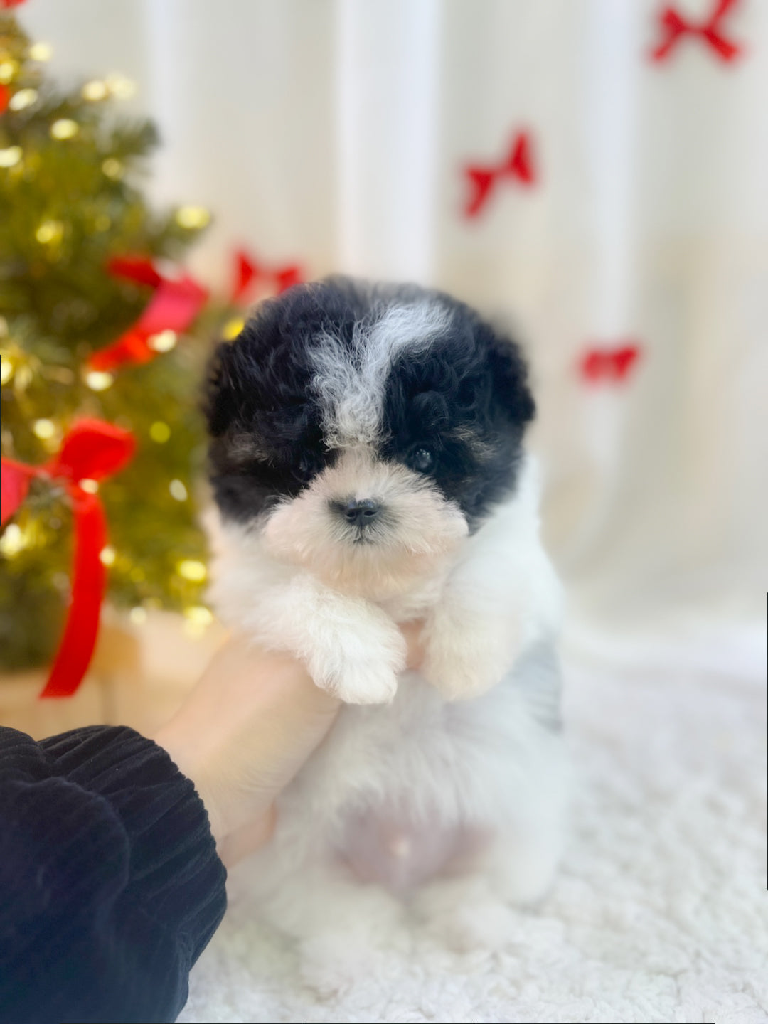 Mini Maltipoo- Eunbi (Singapore shipping fee included)