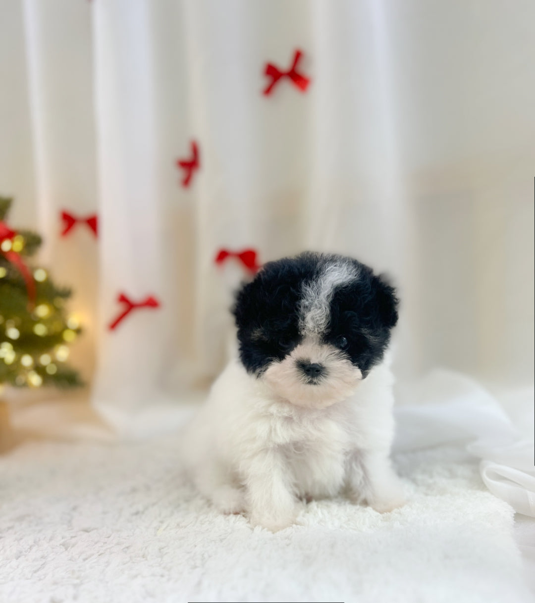 Mini Maltipoo- Eunbi (Singapore shipping fee included)