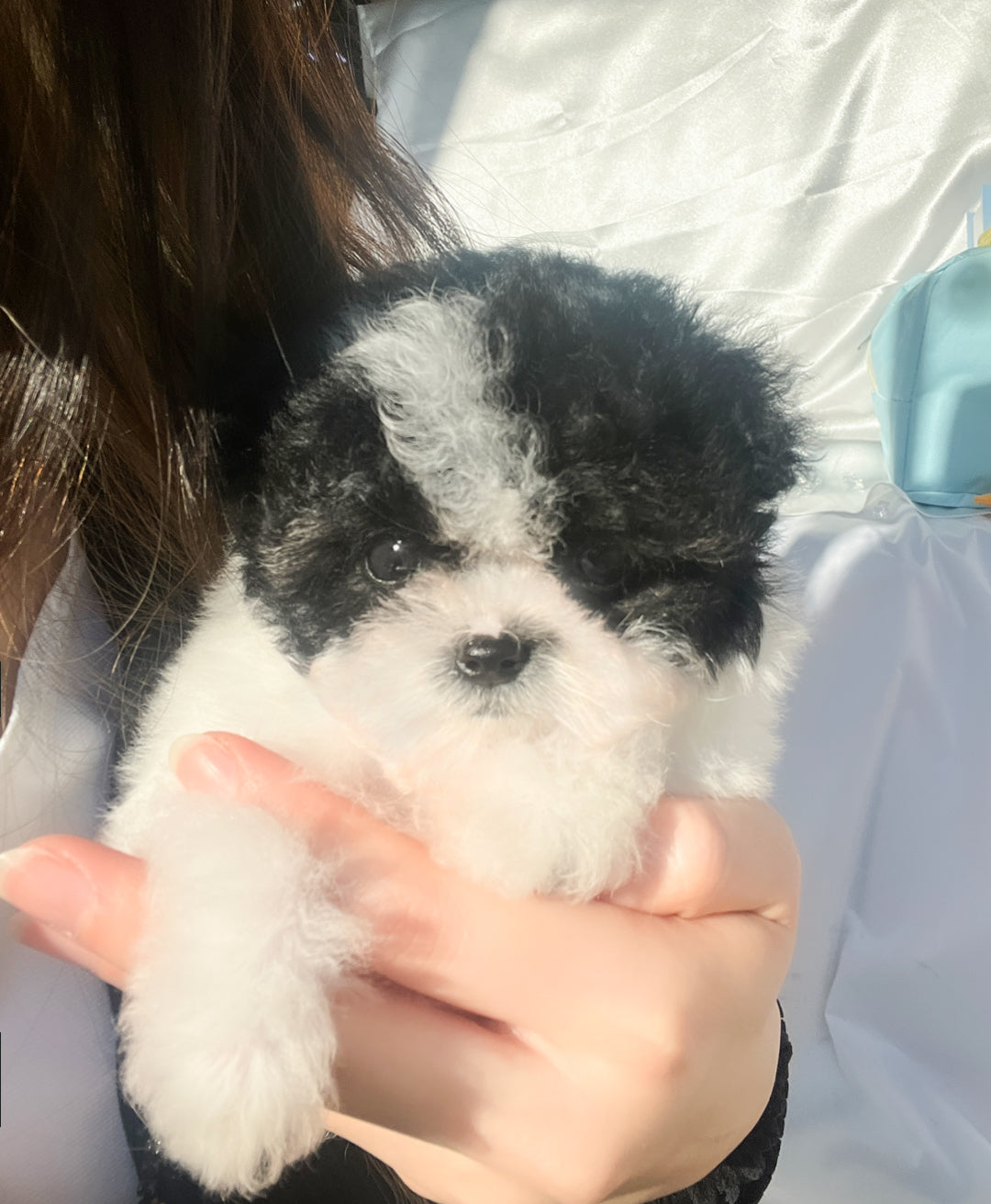 Mini Maltipoo- Eunbi (Singapore shipping fee included)