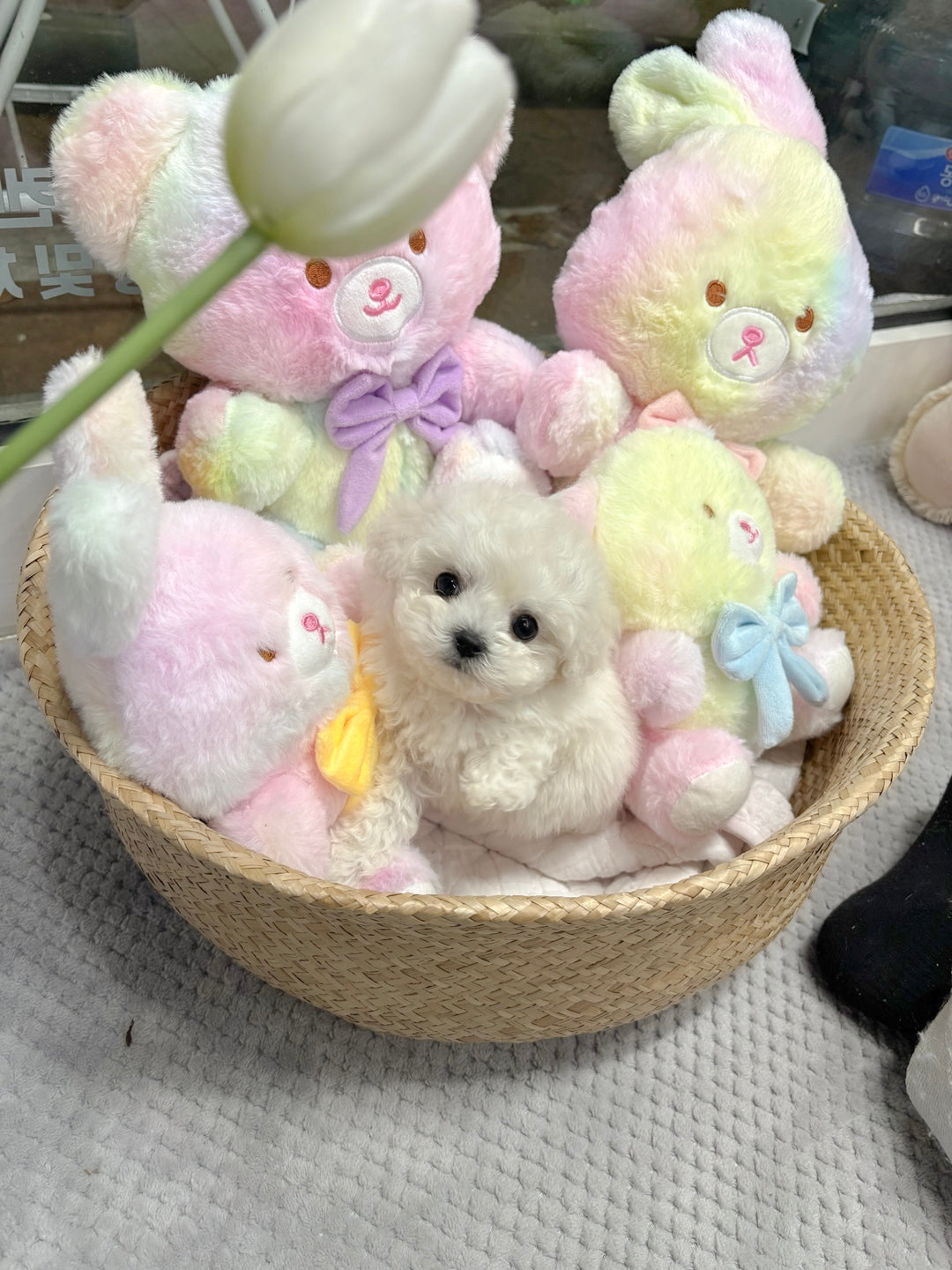 Mini Bichon - Bbuggu (Singapore shipping fee included)