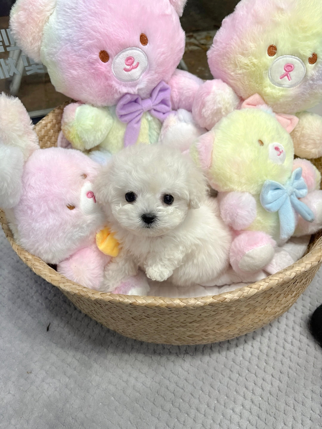 Mini Bichon - Bbuggu (Singapore shipping fee included)