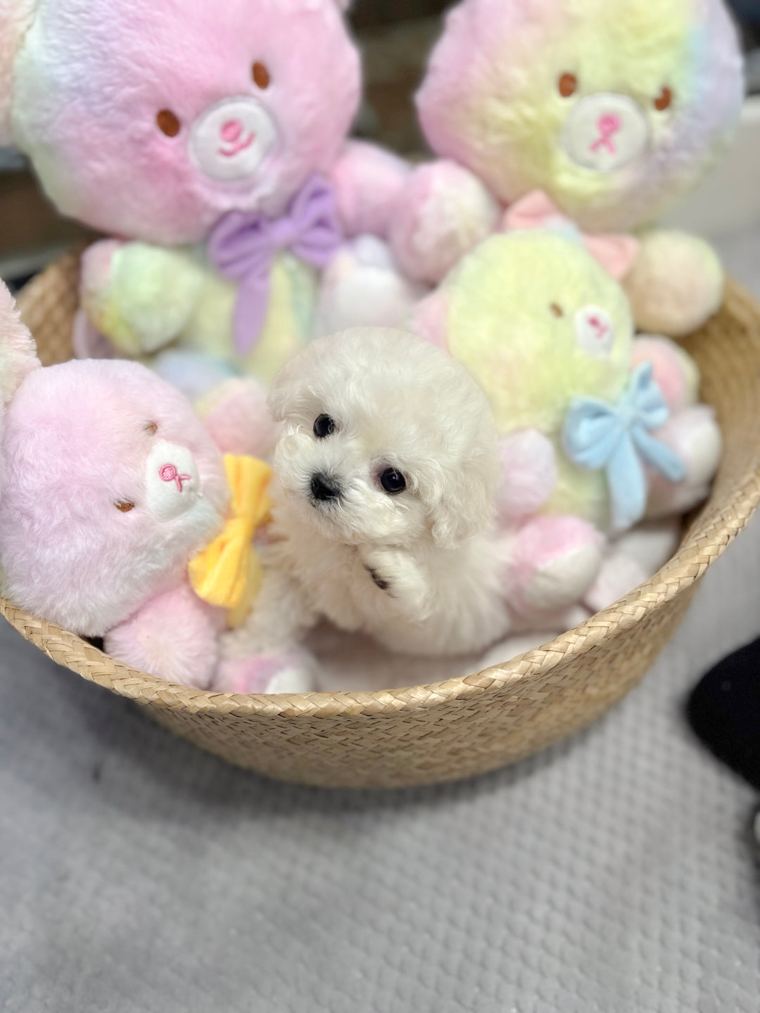 Mini Bichon - Bbuggu (Singapore shipping fee included)