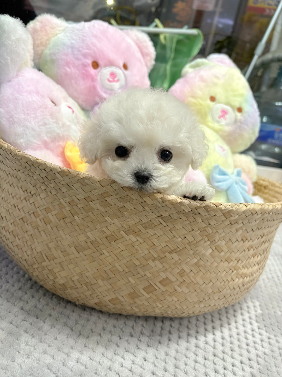 Mini Bichon - Bbuggu (Singapore shipping fee included)