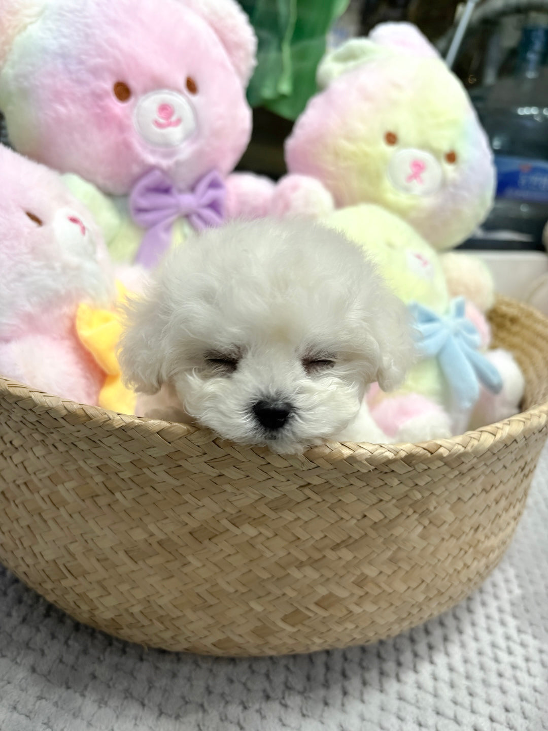 Mini Bichon - Bbuggu (Singapore shipping fee included)