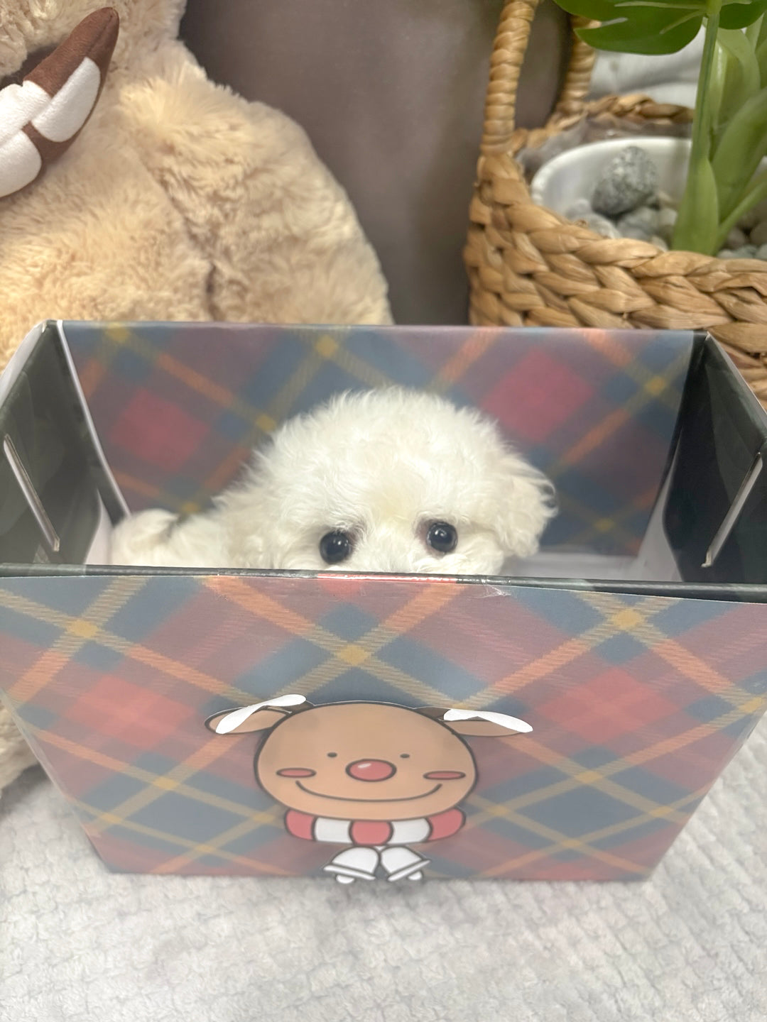 Mini Bichon - Bbuggu (Singapore shipping fee included)