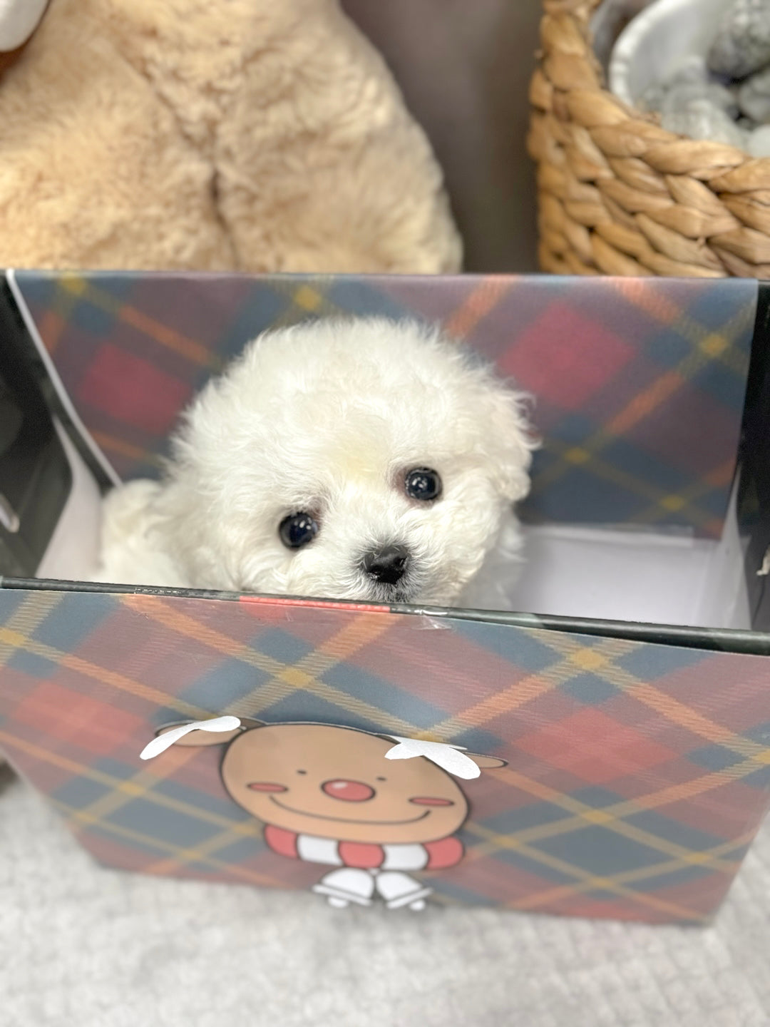 Mini Bichon - Bbuggu (Singapore shipping fee included)