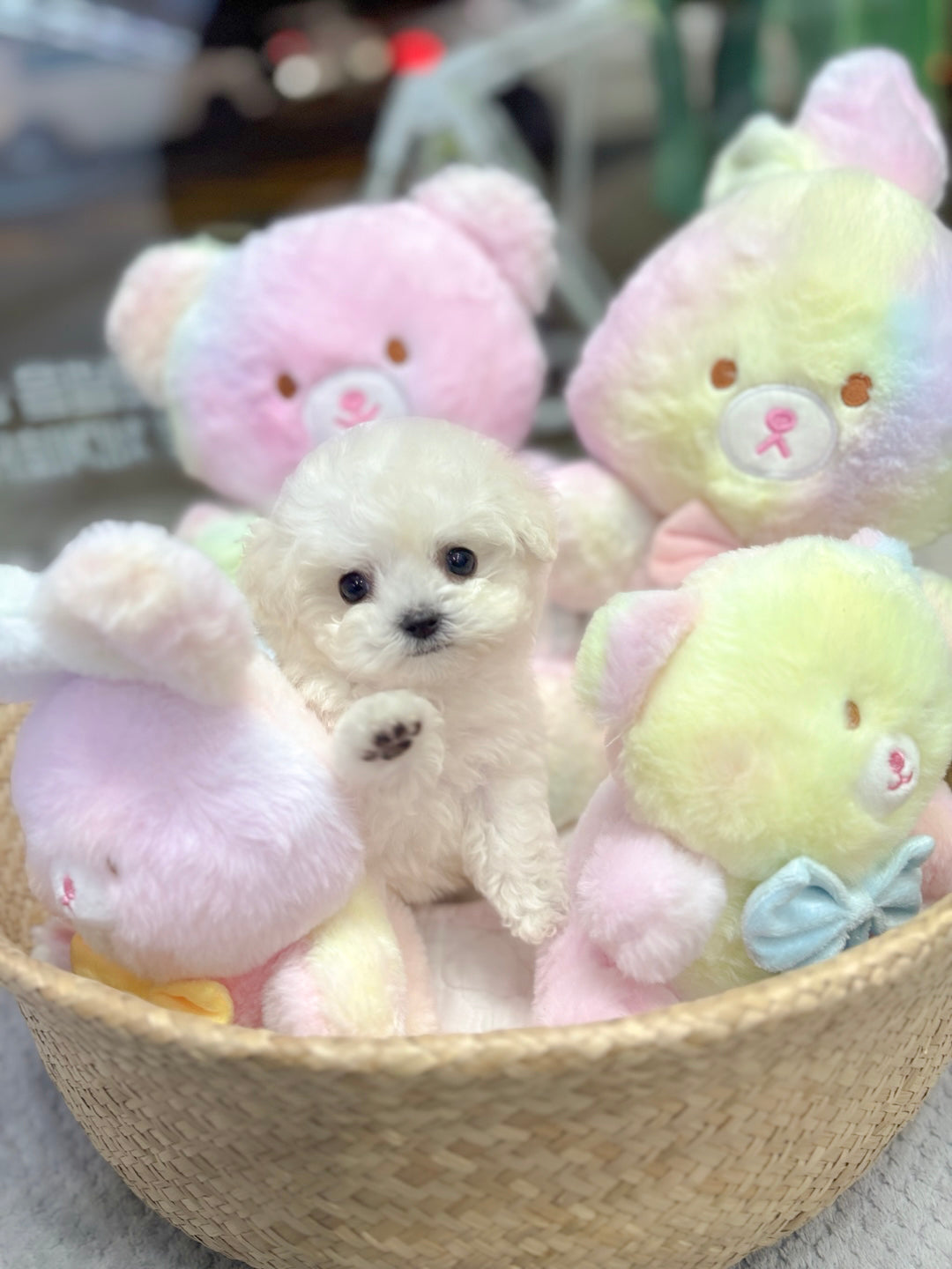 Mini Bichon - Bbuggu (Singapore shipping fee included)