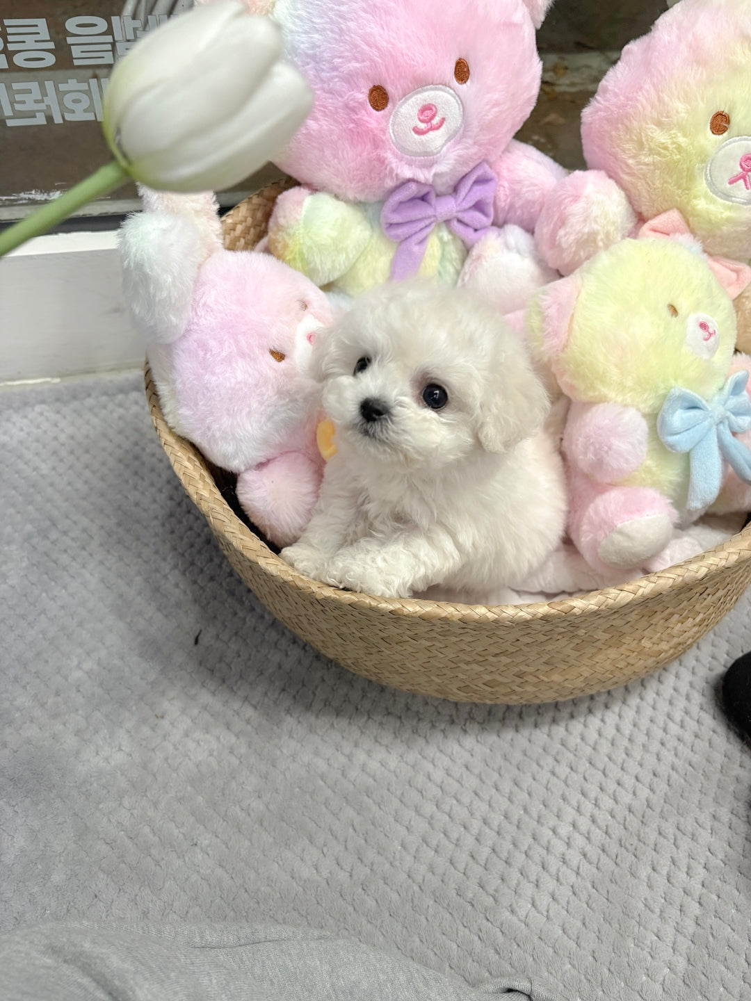 Mini Bichon - Bbuggu (Singapore shipping fee included)