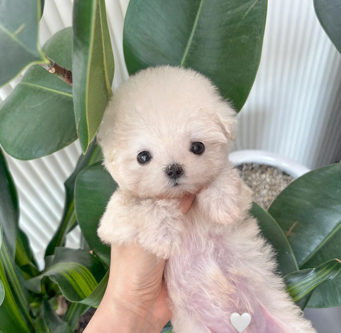 Poochon - Cooper (Singapore shipping fee included)