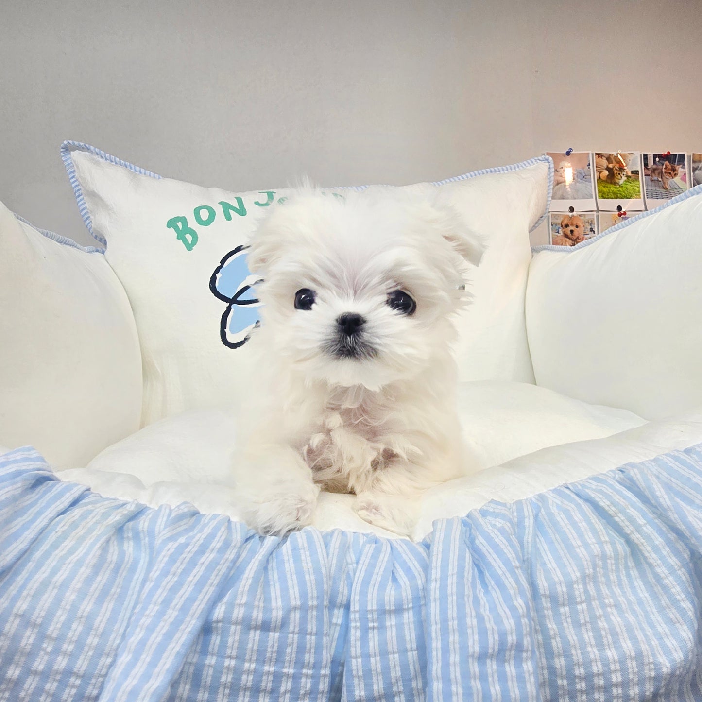 Mini Maltese for sale - kyungsu