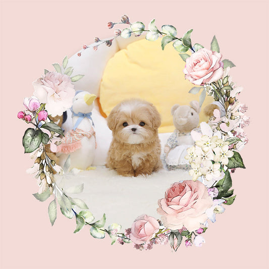 Mini Maltipoo-Colette (Singapore shipping fee included)