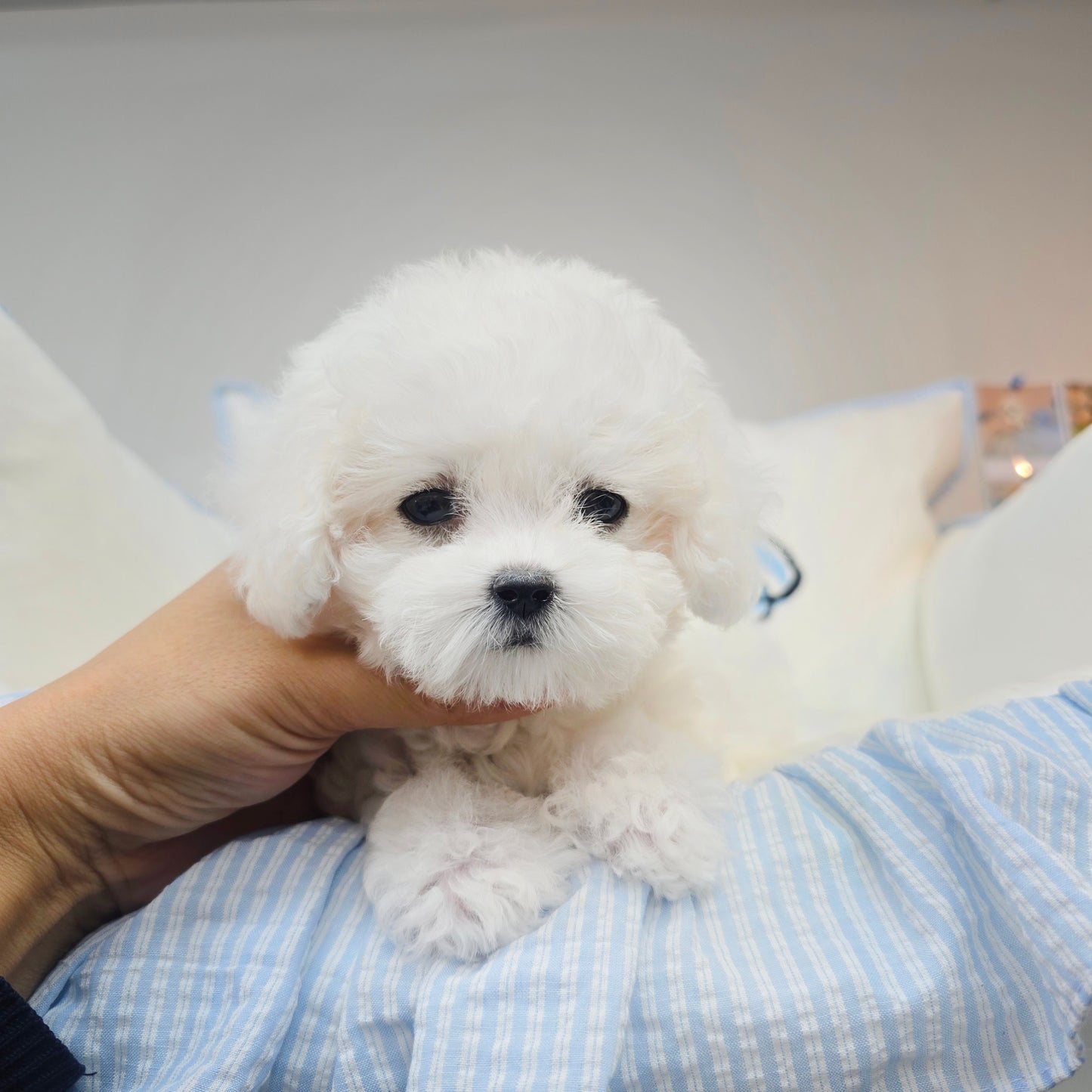 Bichon Frise- Sangchul (Singapore shipping fee included)
