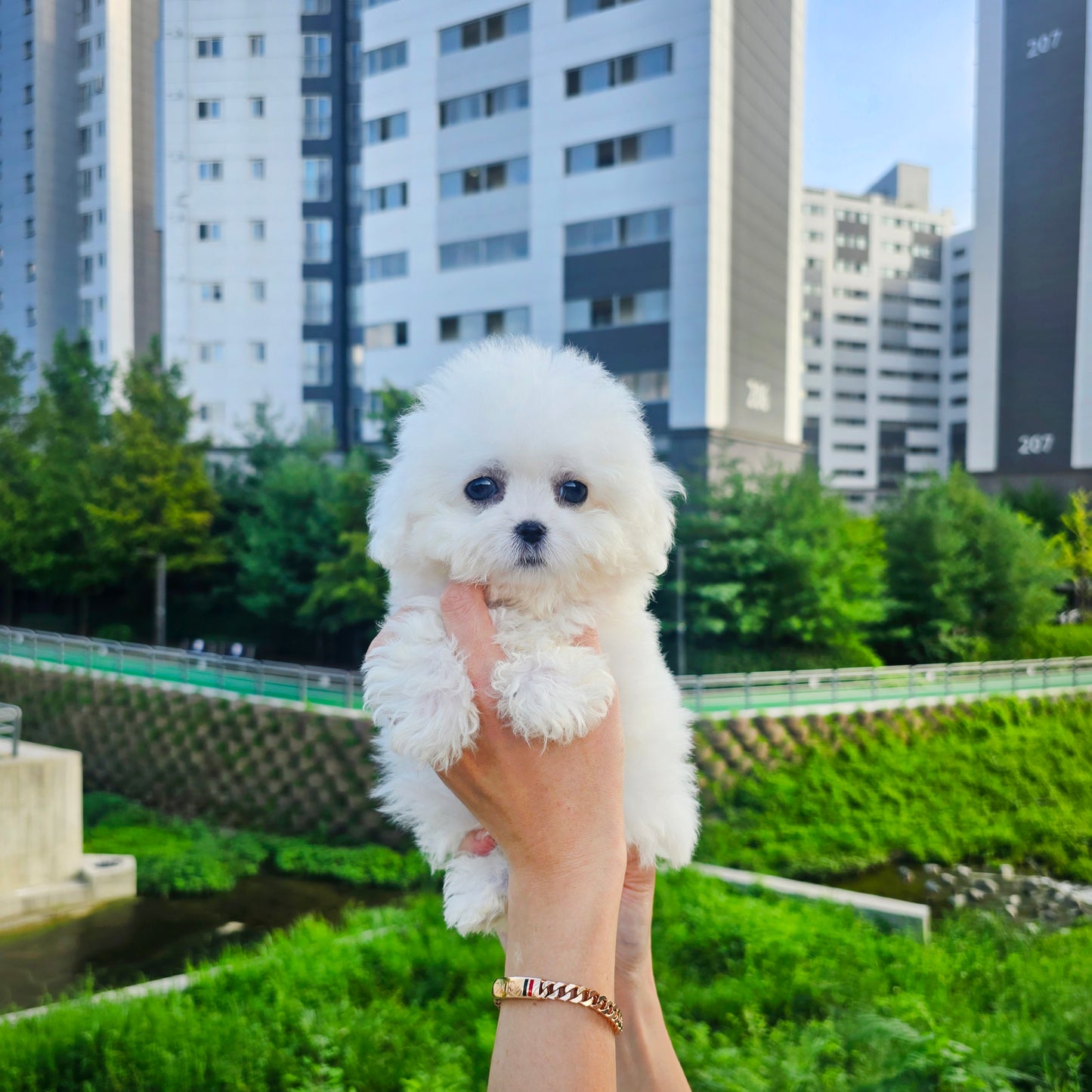 Mini Bichon Frise for sale-Seolki