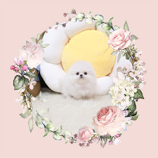 Pomeranian-Lime (Singapore shipping fee included)