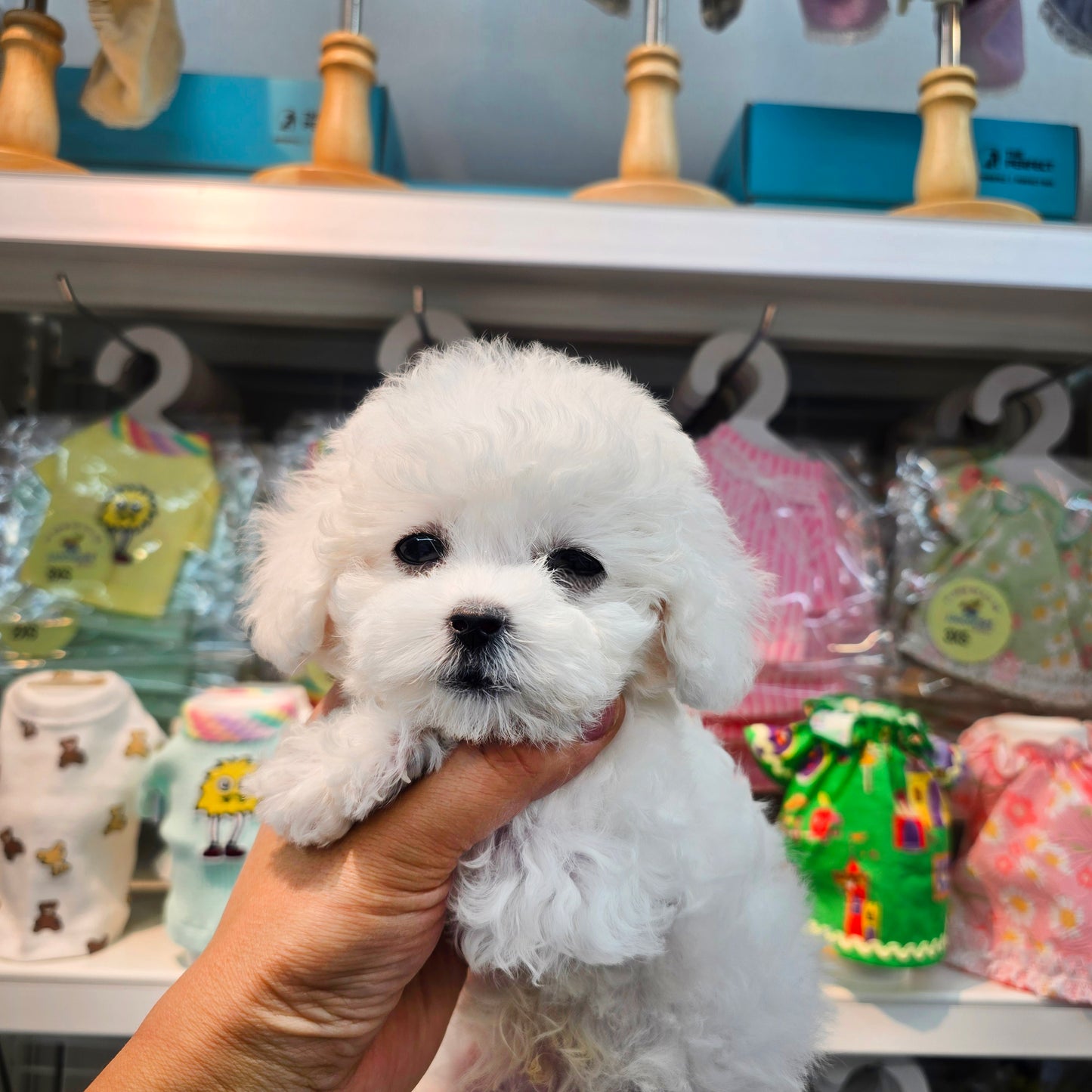 Bichon Frise for sale-Sangchul