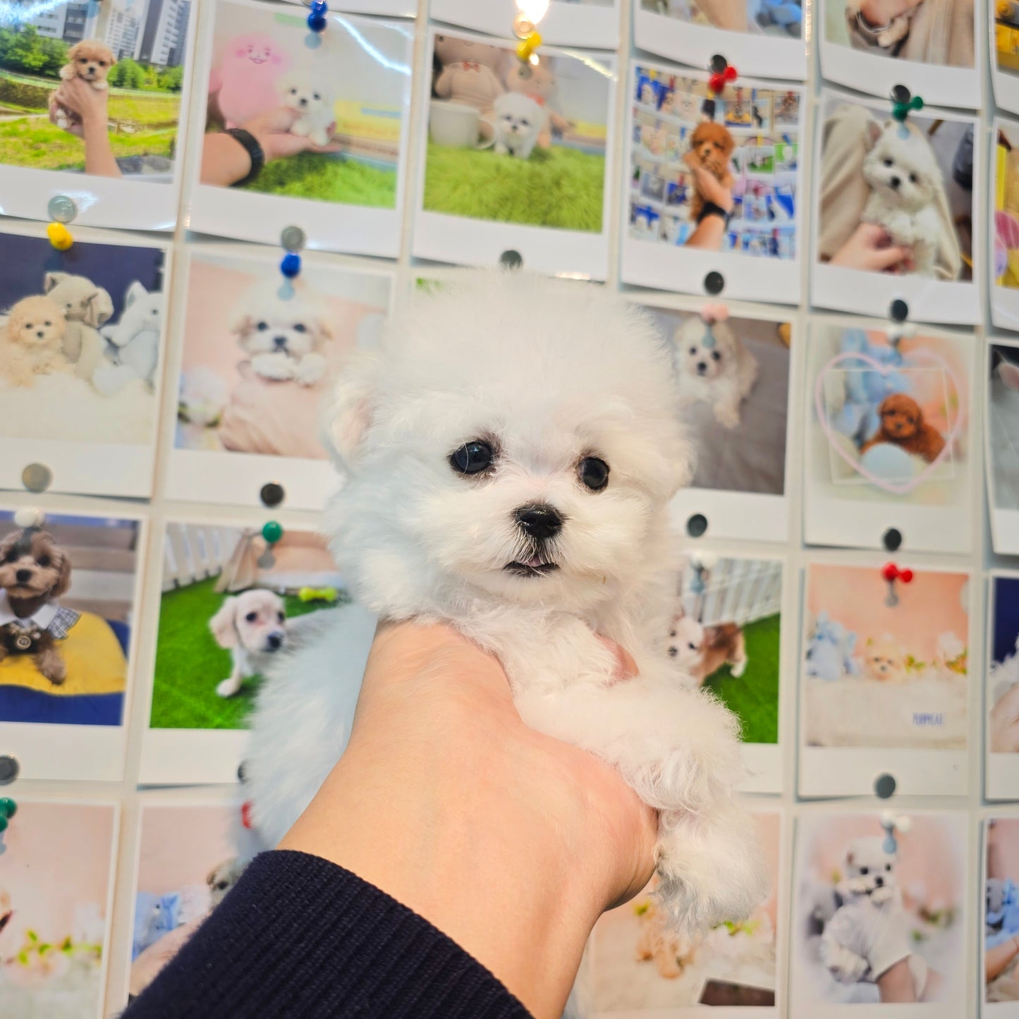 Mini Bichon Frise for sale-Youngsuk