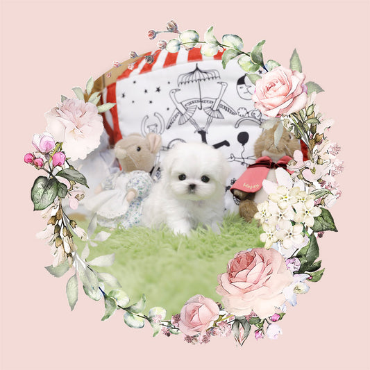 Mini Maltese-Chiffon(Singapore shipping fee included)