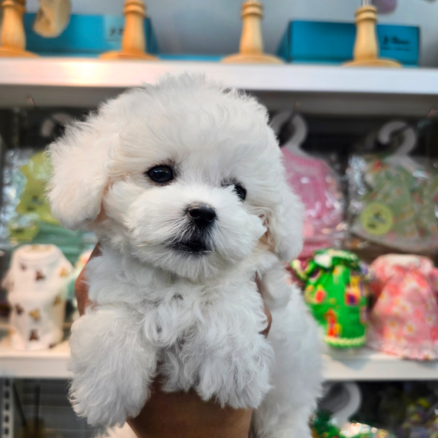 Bichon Frise for sale-Sangchul